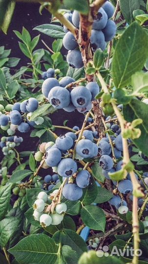 Голубика ягода