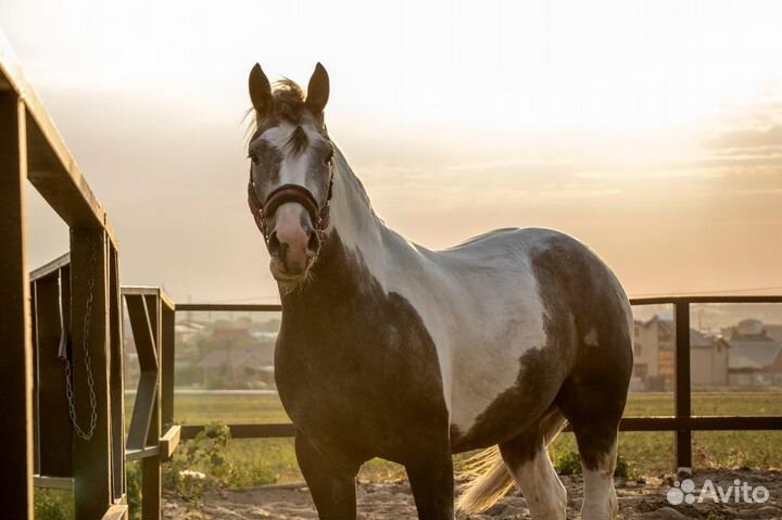 Лошадь пегий красавчик