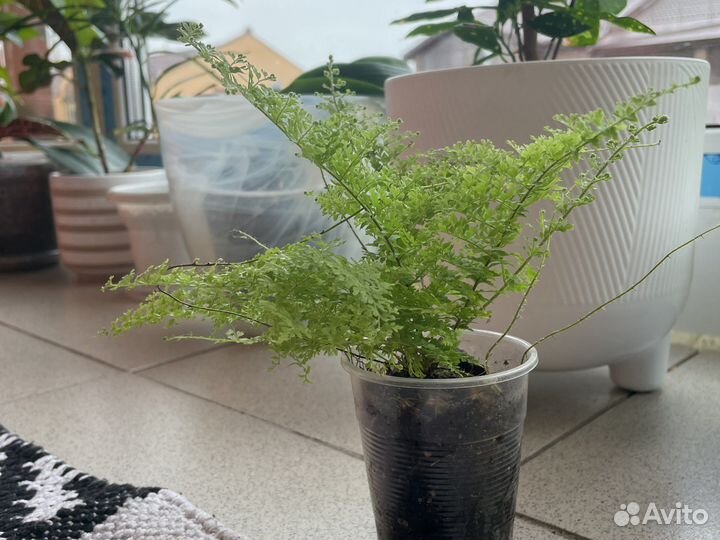 Папоротники глориоза мариса и дассада