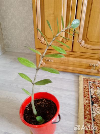 Заомикулькас