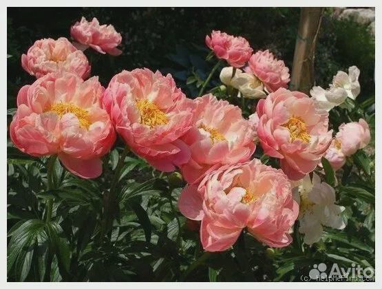 Коллекционный Пион Корал Чарм