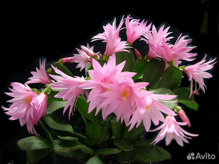 Рипсалидопсис (пасхальник)