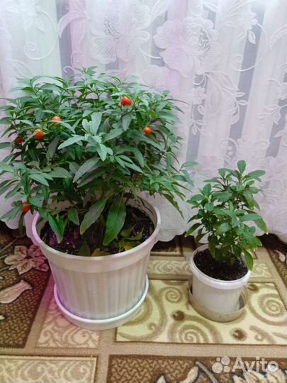 Паслен