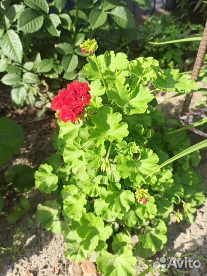Пеларгония герань Red Rambler