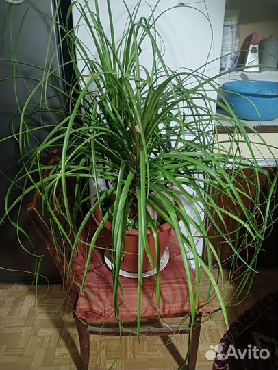 Бокарнея нолина