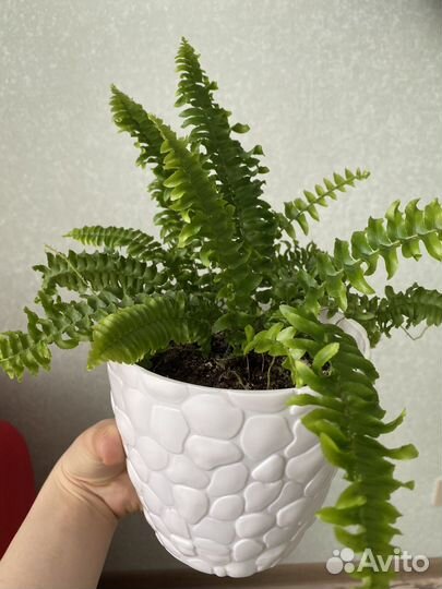 Папоротник