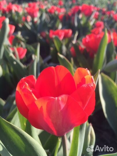 Тюльпаны луковицы