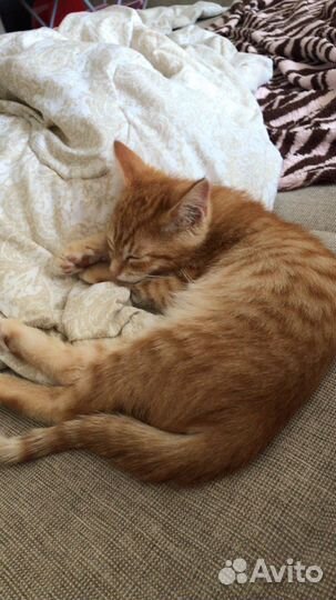 Кот в добрые руки