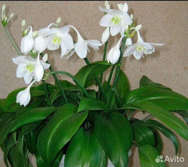 Комнатные цветы эухарис