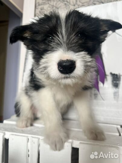 Щенки в добрый руки