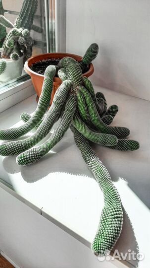 Кактус большой