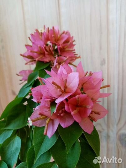 Бугенвилия Pixie Queen