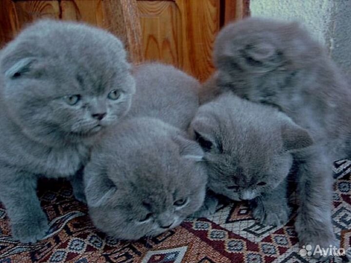 Вислоухие котята