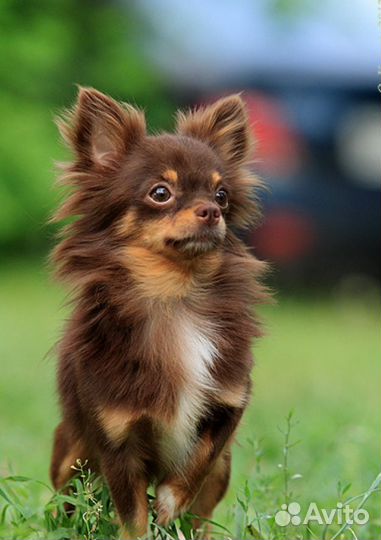 Выгул собак и кошек