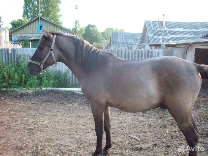 Жеребец проиводитель