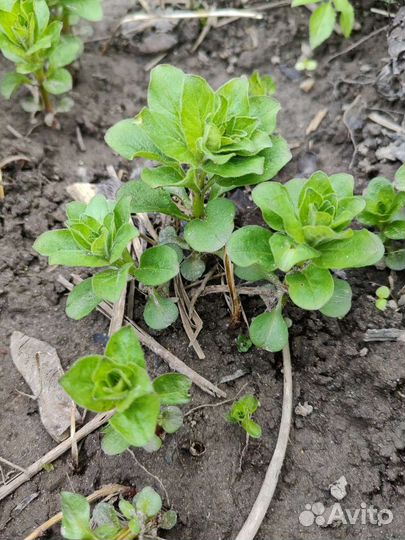 Рассада и саженцы