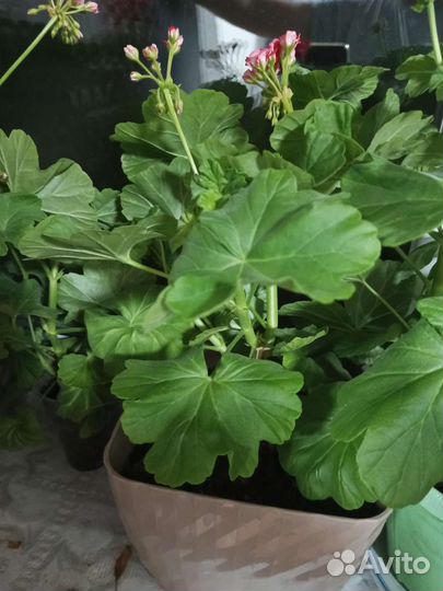 Пеларгония герань