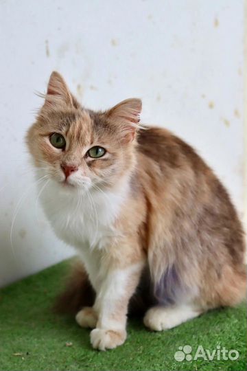 Касси ищет дом