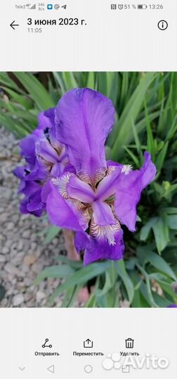 Ирис фиолетовый