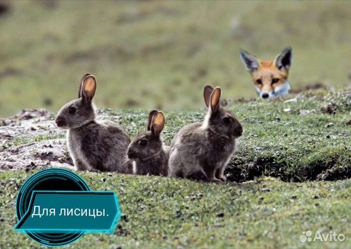 Лакомства для ваших экзотических любимцев