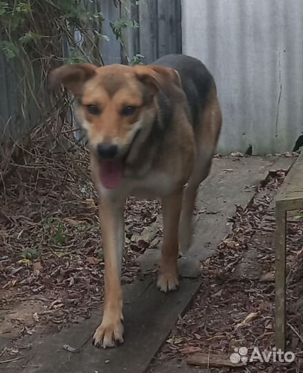 Собака в добрые руки