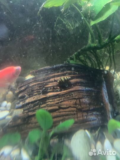 Улитки аквариумные хилена