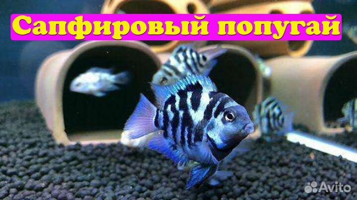 Аквариумные рыбки - Африканские цихлиды