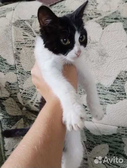 Котенок в добрые руки