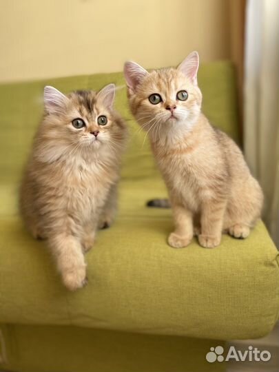 Клубная золотая шотландская кошечка