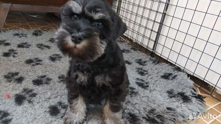 Цвергшнауцер