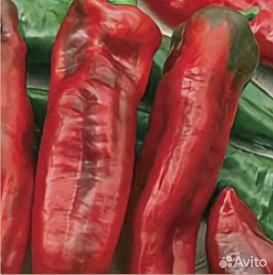 Перцы острые семена
