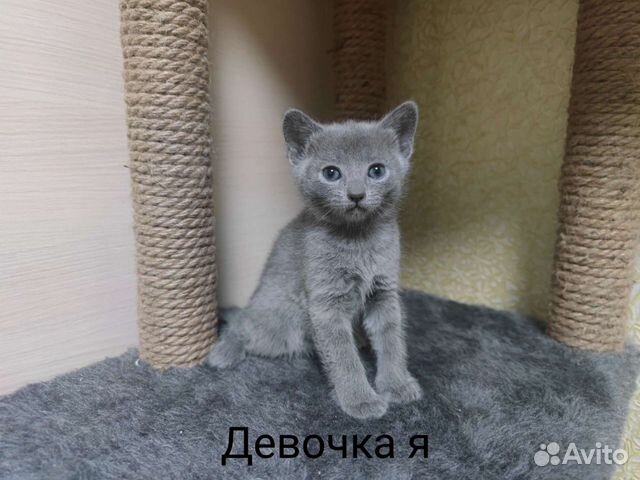 Котята русская голубая объявление продам