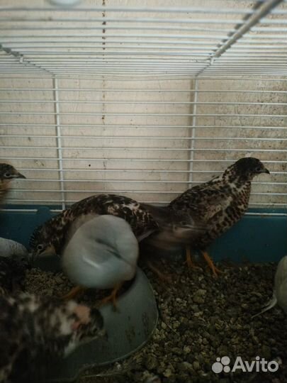 Китайские расписные перепела