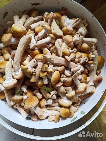 Грибы опята свежие