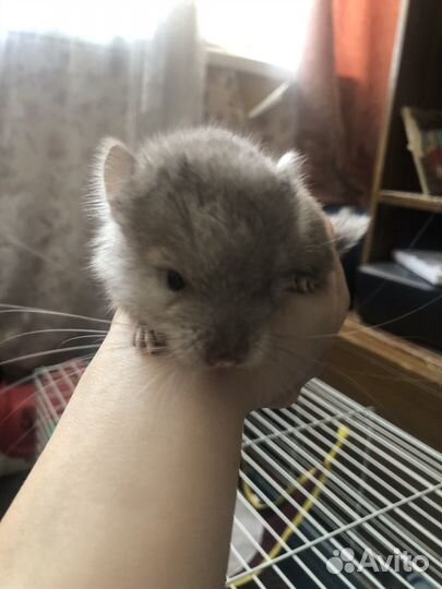 Шиншилла