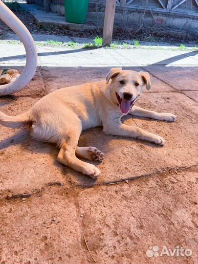 Фенотип лабрадора 4 месяца