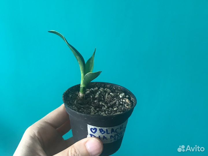 Сансевиерия Блэк даймонд и др. (изм от 18.08)