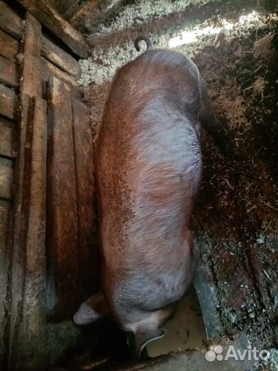 Свиньи поросята