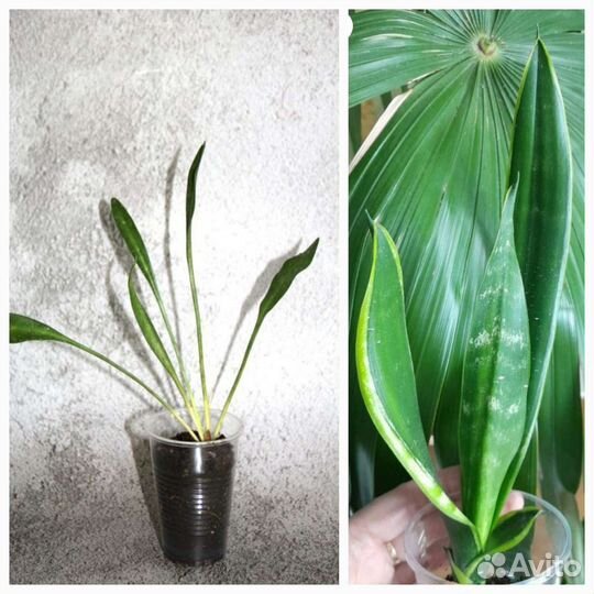 Сансевиерии сортовые