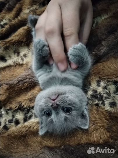 Британские вислоухие котята