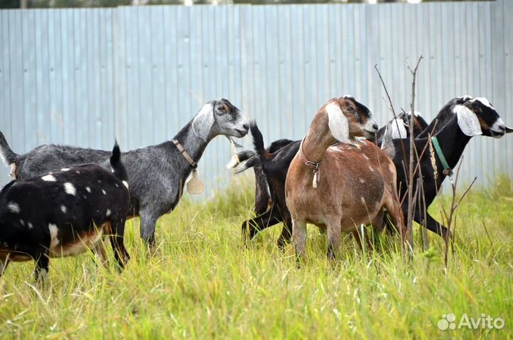 Козье молоко, творог,домашние яйца доставка