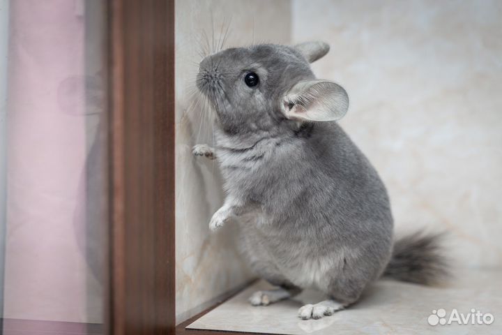 Шиншиллы из домашнего питомника