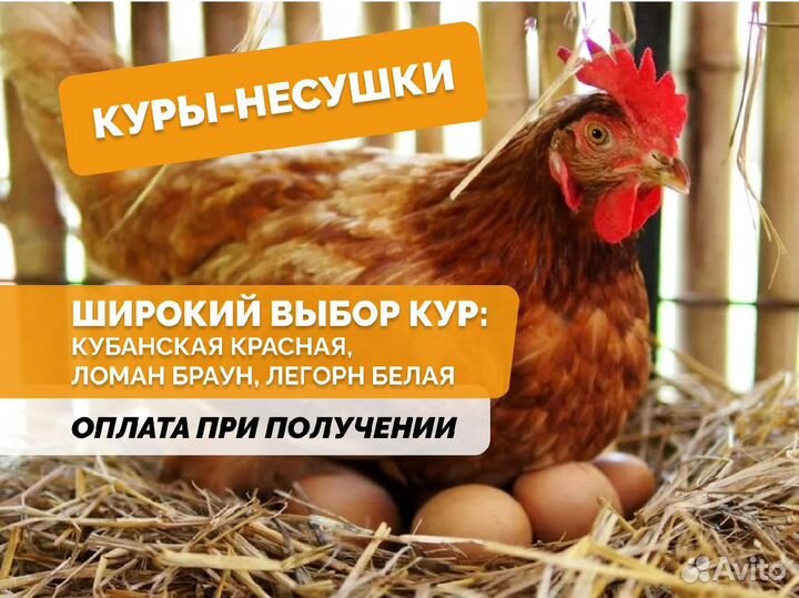 Куры несушки Белые