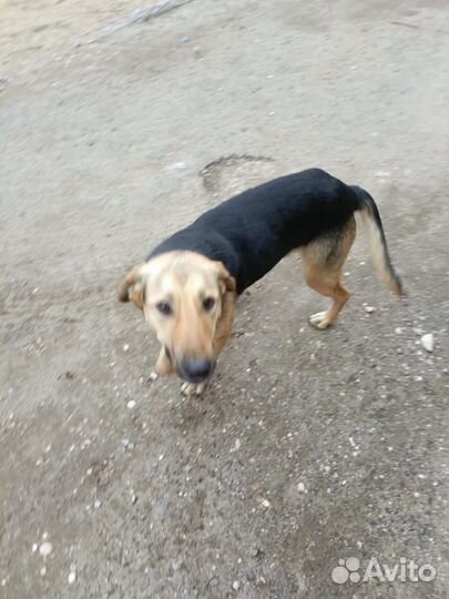 Несчастный песель