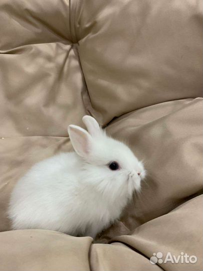 Декоративный карликовый кролик