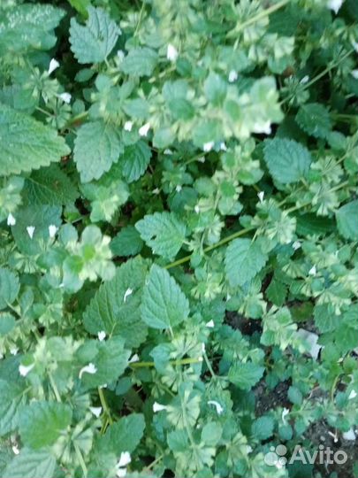 Пряные травы