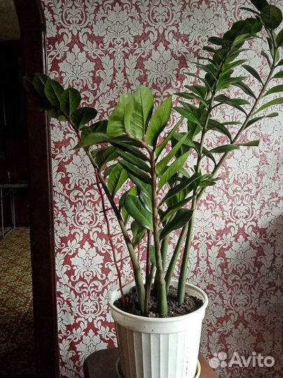 Замиокулькас