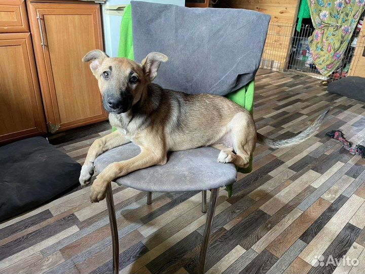 В добрые руки, щенок девочка