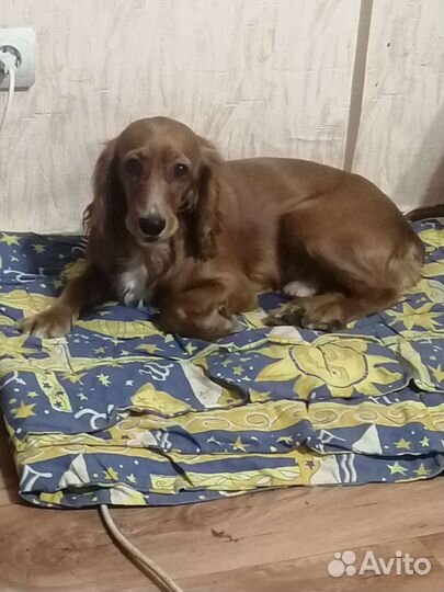 Кокер спаниель