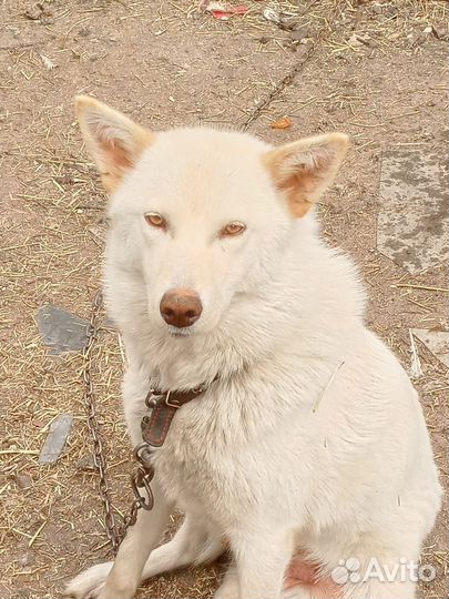 Мать лайка отец поддец